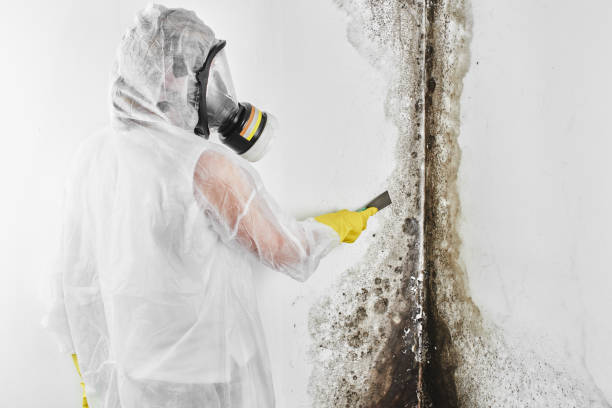 Best Insurance-Related Mold Remediation in Spring Mount, PA
