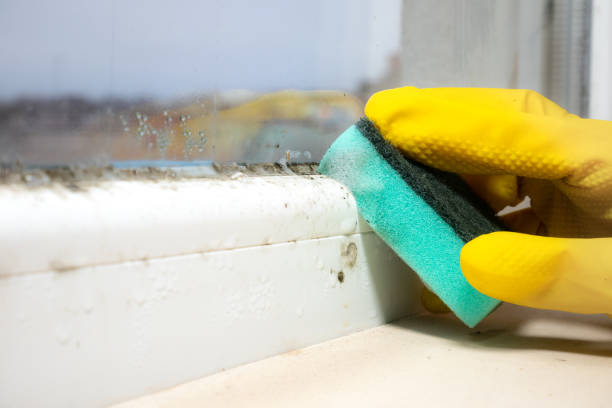 Best Localized Mold Remediation (e.g., coastal areas, humid climates) in Spring Mount, PA